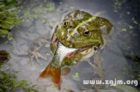 夢見魚吃魚|夢見吃魚